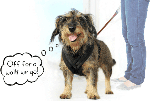 Dog day care center Marie's dog walking and pet sitting Inglewood