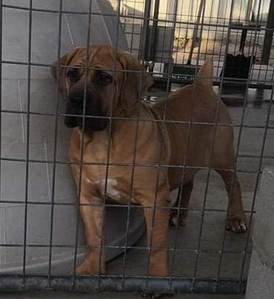 Dog day care center Massive Breed Kennels Pet Hotel Lancaster