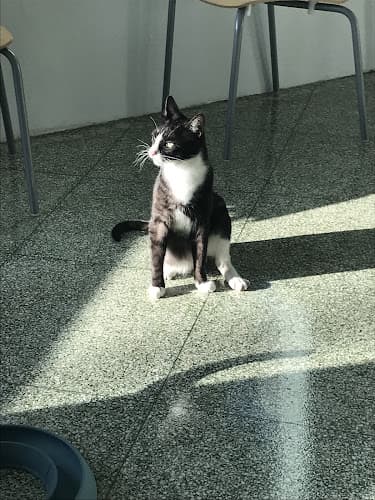 Dog day care center Mau House Cat Hotel Richmond