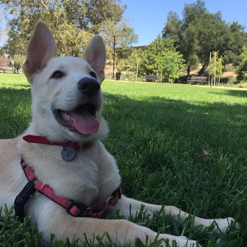 Dog day care center Media City Animal Hospital Burbank