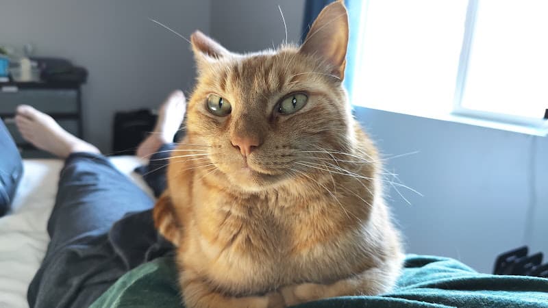 Dog day care center Meowhaus Feline Boarding & Day Spa Portland