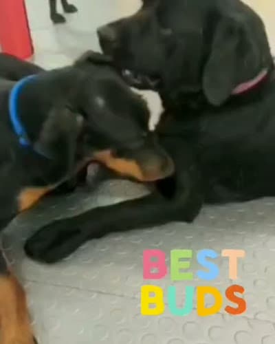 Dog day care center Metro Dog Kent