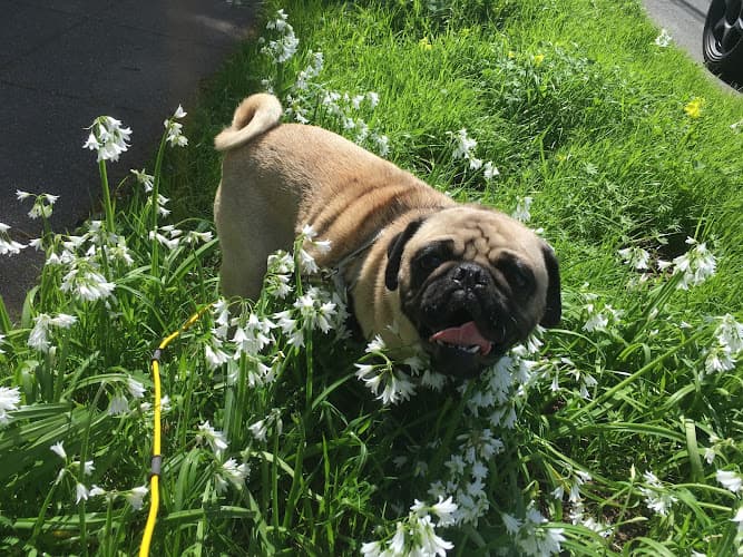 Dog day care center Metro Dog Santa Clara