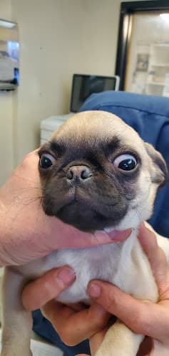 Dog day care center Metropolitan Veterinary Hospital Santa Ana