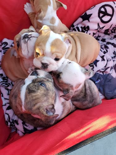 Dog day care center Michael Butchko DVM Jurupa Valley