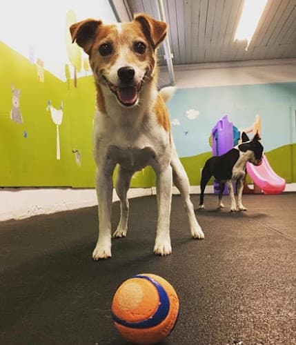 Dog day care center Mini Mutts Canine Social Club Tacoma