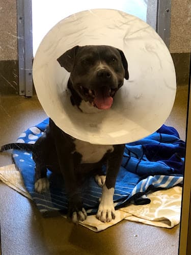 Dog day care center Miss Winkles Pet Adoption Center Clovis