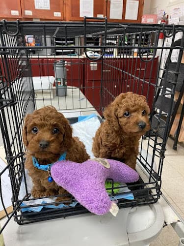 Dog day care center Mission Animal Hospital Palmdale