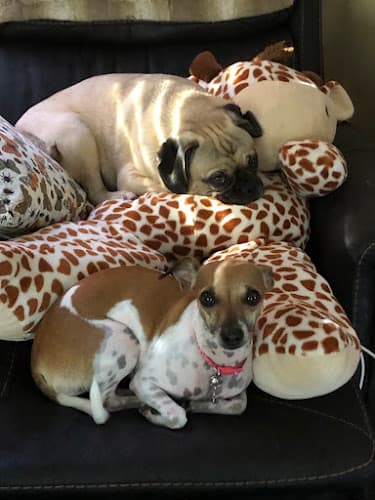 Dog day care center Mission Park Pet Hospital Mission Viejo