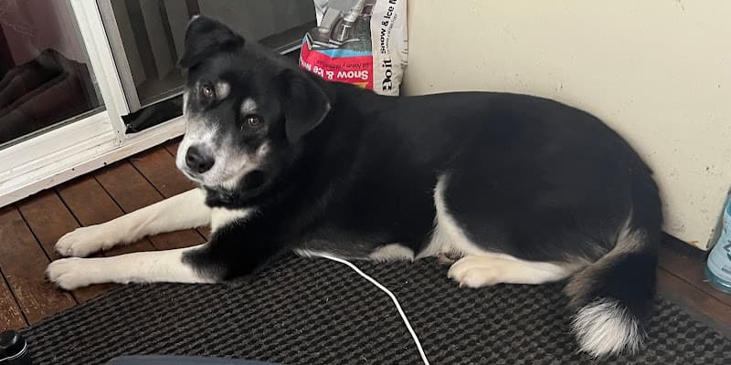 Dog day care center Mission Vet Clinic and Birth Control Center Kent