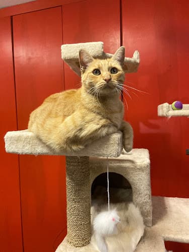 Dog day care center Mod Cat Hotel Oakland