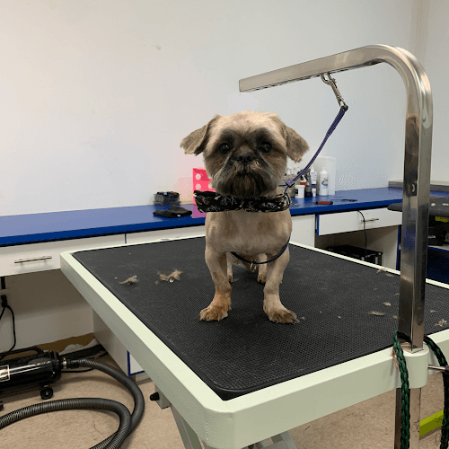 Dog day care center Modern Pooch Dog Washing and Grooming LLC El Monte