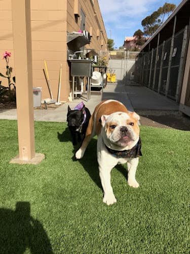 Dog day care center Mohnacky Animal Hospitals of Carlsbad Carlsbad