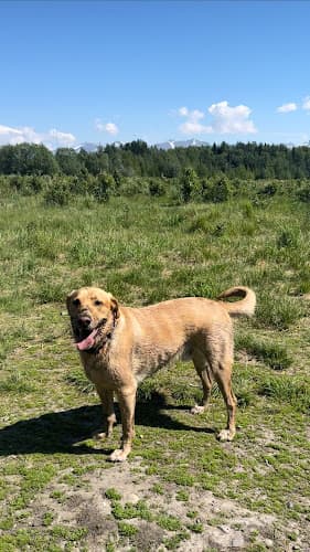 Dog day care center Monster Wash Anchorage