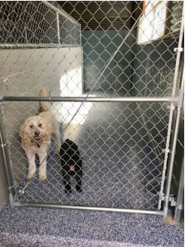 Dog day care center Montage Pet Lodge Vancouver