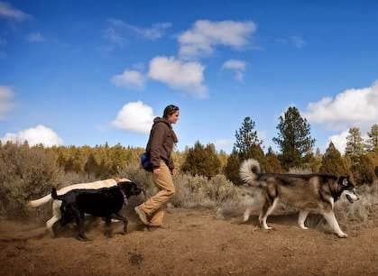 Dog day care center Moon Dog Lodge Bend