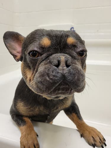 Dog day care center Moondoggie's Pet Spa Moreno Valley