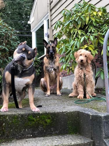 Dog day care center Moore K9 Services Everett