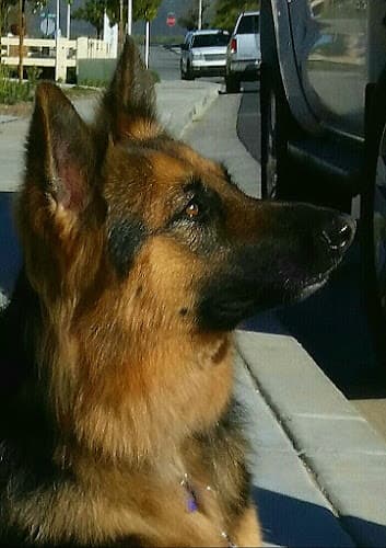 Dog day care center Moreno Valley Animal Hospital Moreno Valley