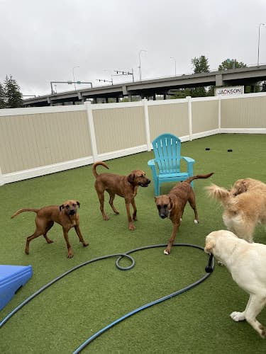 Dog day care center Mountain View Play and Stay Vancouver