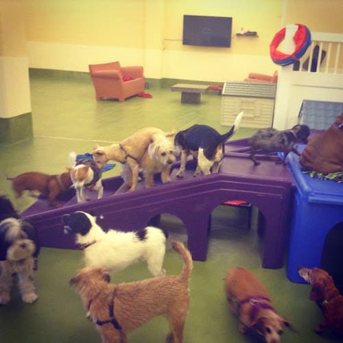 Dog day care center Mr. Muggles' Dogs San Francisco