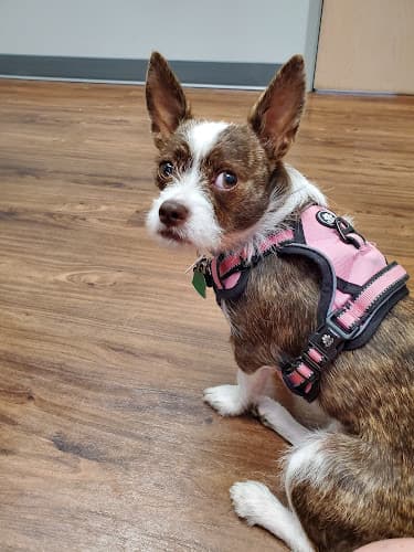 Dog day care center Mt. Hood Pet Medical Gresham