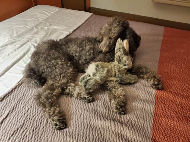 Dog day care center Mud Bay Beaverton