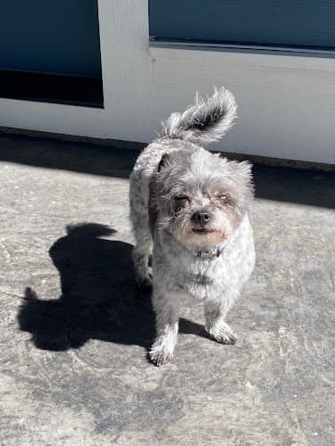 Dog day care center Muddy Paws Bathhouse Bend