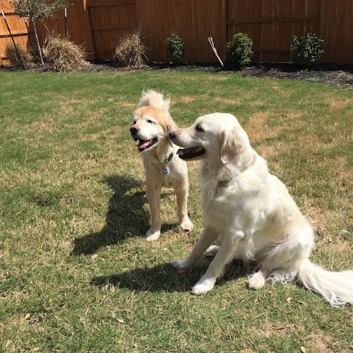 Dog day care center Muddy Paws Pet Sitting Eugene