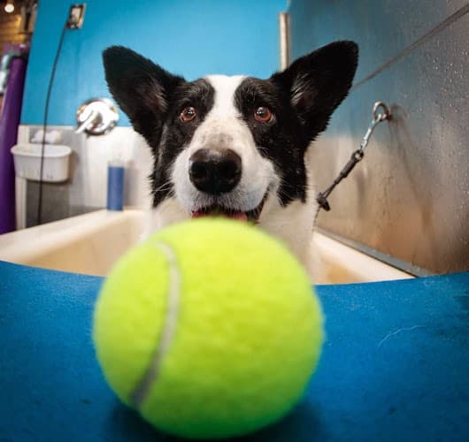 Dog day care center Mudpuppy's at Point Isabel Dog Park Richmond