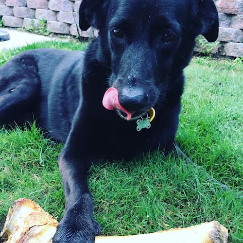 Dog day care center Muirlands Animal & Avian Hospital Mission Viejo