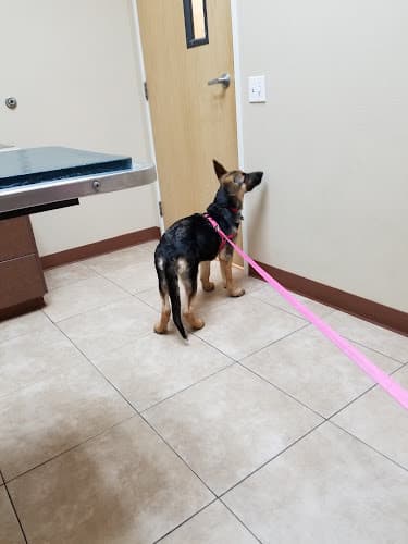 Dog day care center Murrieta Oaks Veterinary Hospital & Pet Hotel Murrieta