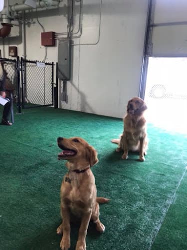 Dog day care center Must Love Paws Hillsboro