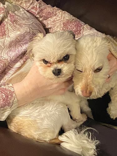 Dog day care center My Dog is My Rock, LLC Palmdale