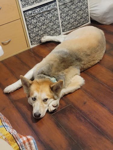 Dog day care center My Dog Spot Norwalk