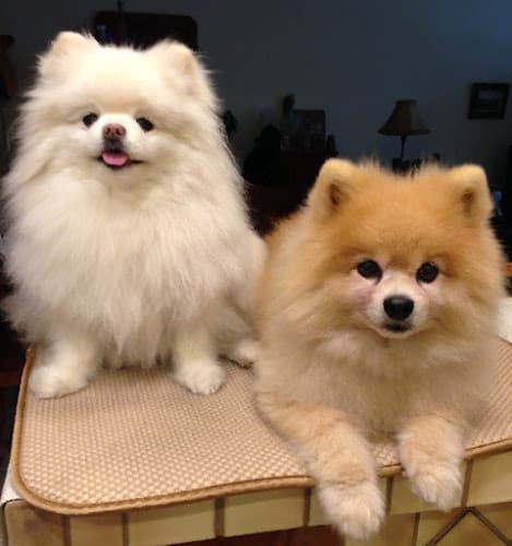 Dog day care center My Purfect Pet Sitter El Monte