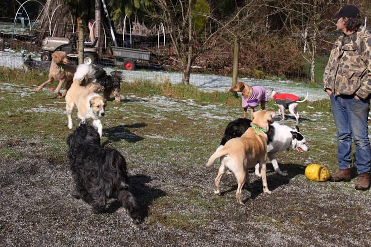 Dog day care center Mystic Mountain Pet Retreat Everett