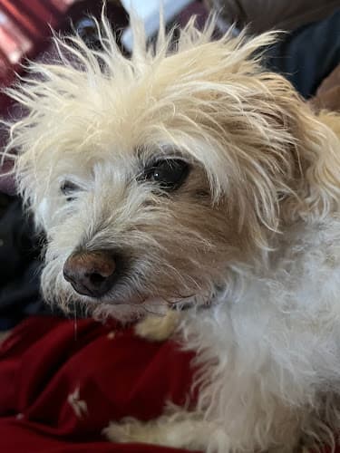 Dog day care center Nancy's Pet Salon & Pet Hotel Moreno Valley