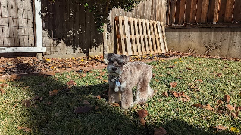 Dog day care center Napa Natural Dog Co. Vallejo