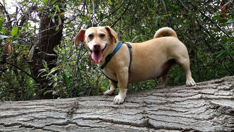 Dog day care center Natividad Creek Park Salinas