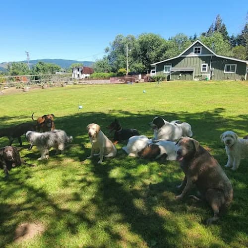 Dog day care center Naughty Dog Training, Boarding and Daycare Kent