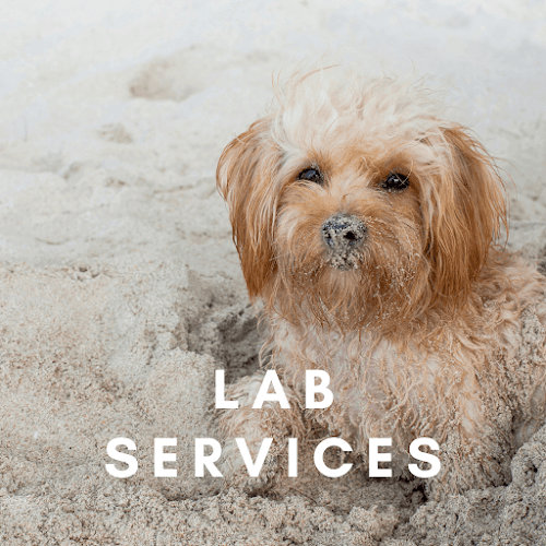 Dog day care center Neighborhood Veterinary Hospital of Oceanside Oceanside