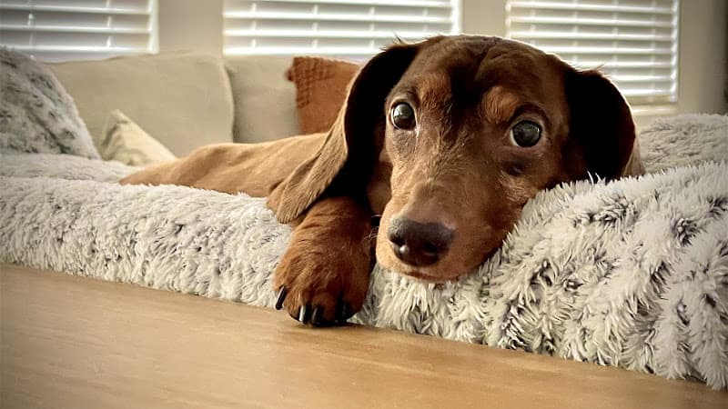 Dog day care center New Haven Animal Hospital Ontario