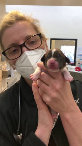 Dog day care center Newport Harbor Animal Hospital Irvine