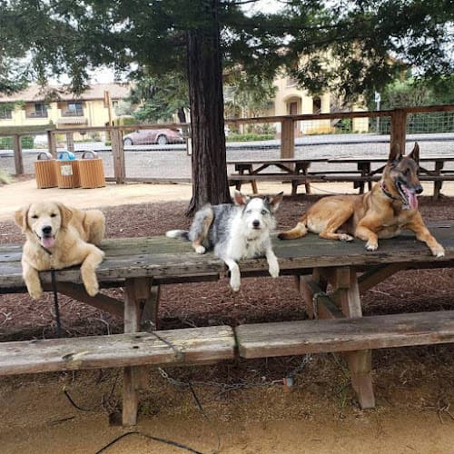 Dog day care center NexGen K9 Training Vallejo