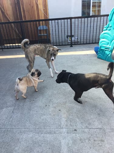 Dog day care center Nikki's Dog House Dog Daycare San Jose