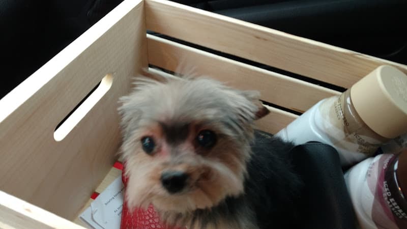 Dog day care center Nikkis Pet Spa Jurupa Valley