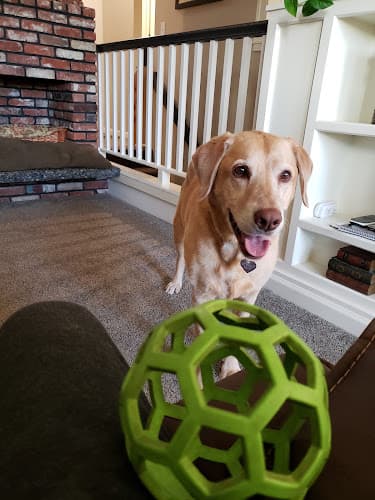 Dog day care center Nine Mile Pet Lodge Spokane Valley