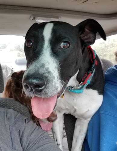 Dog day care center Nor Cal Pet Services Redding