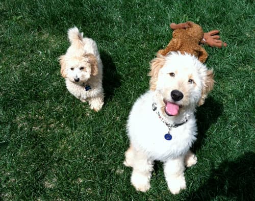 Dog day care center North County Pet Sitting San Diego